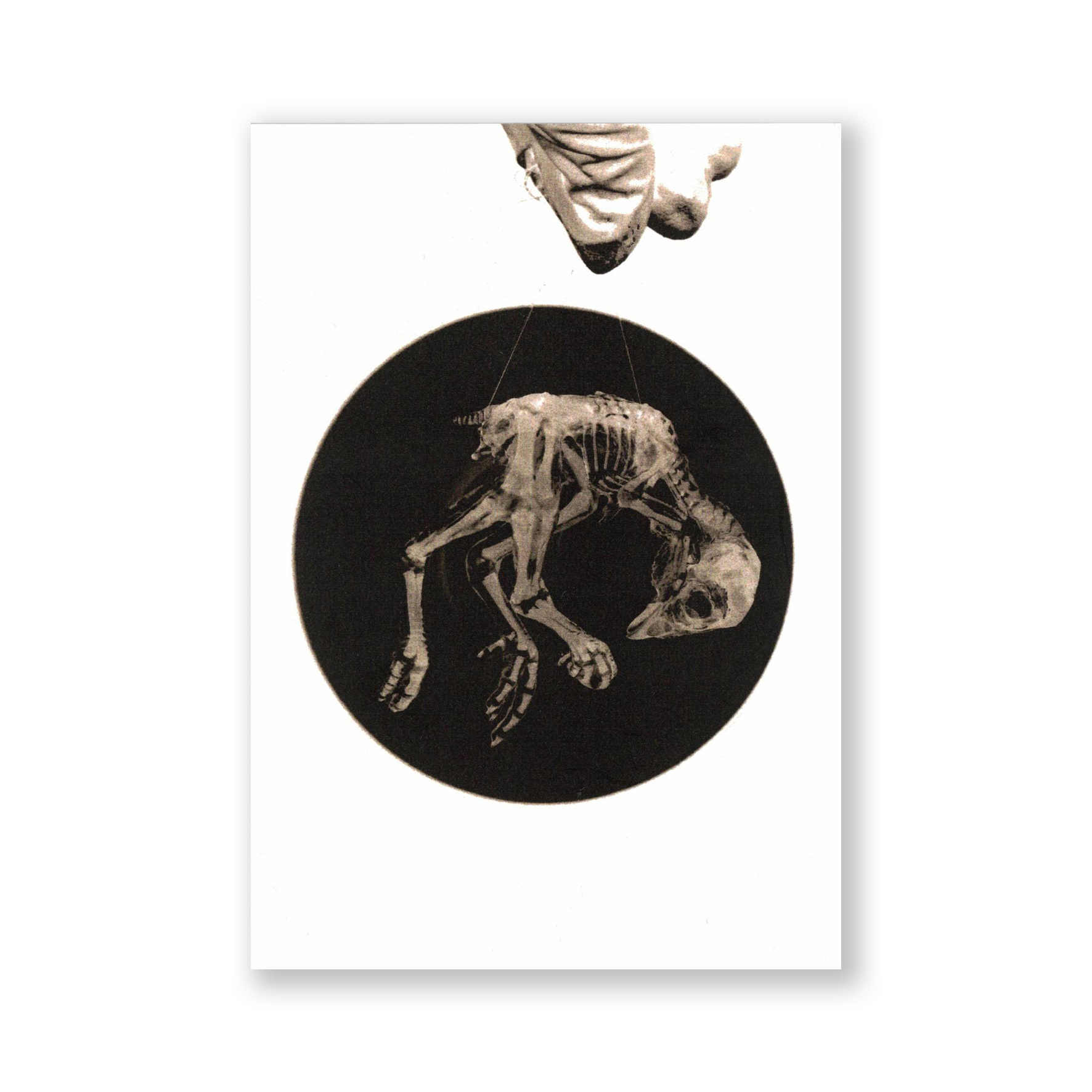 Kostlivec pohlednice